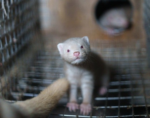 Mink stands in a wire cage 