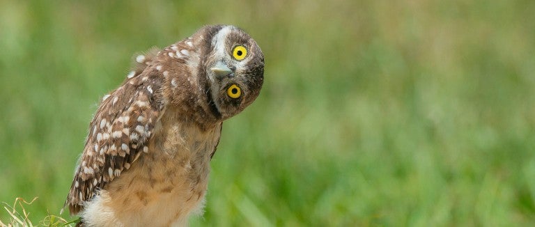 Cute owl tilting his head