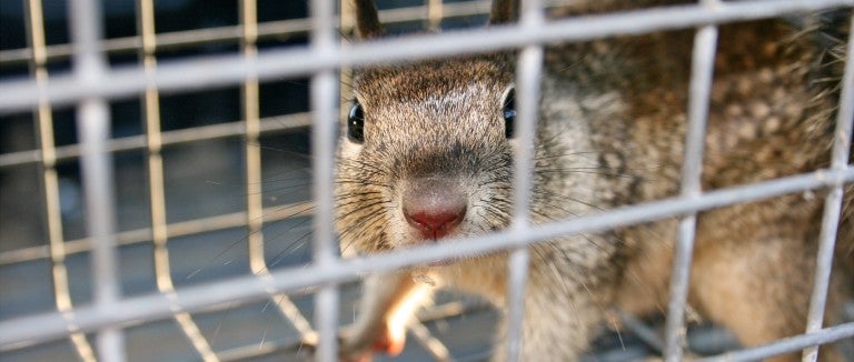 trapping a squirrel is not the best way to remove them from your yard