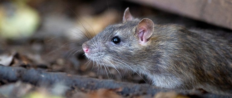 The best way to get rid of rats is by making your home less attractive to them