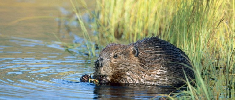 Beaver in the water