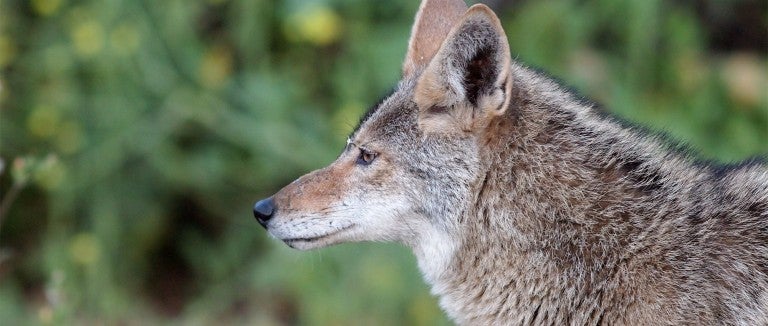 Side profile of a coyote