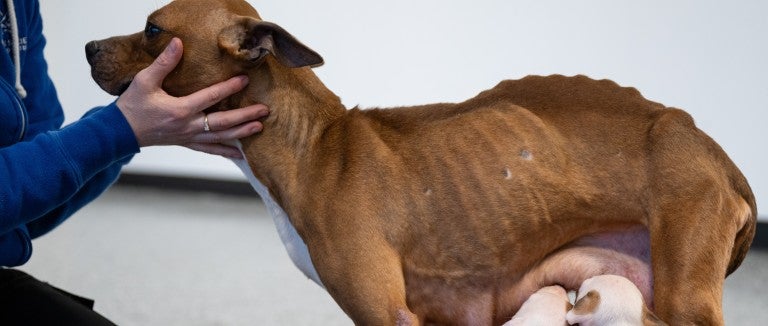 Emaciated mother dog