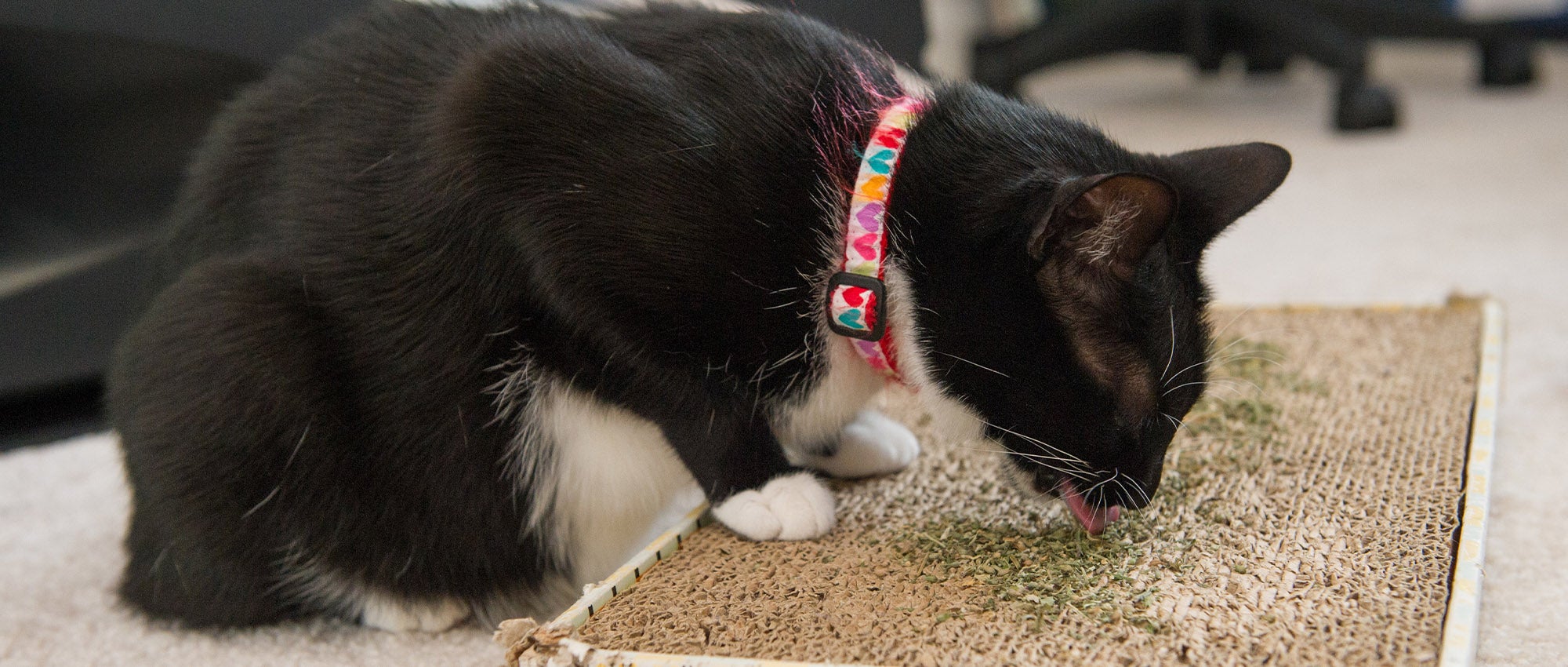 why does catnip affect cats and not dogs