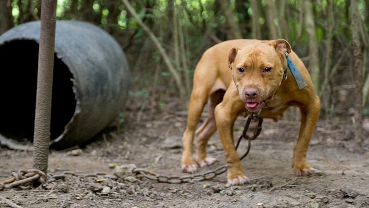 Dogfighting Fact Sheet The Humane Society Of The United States
