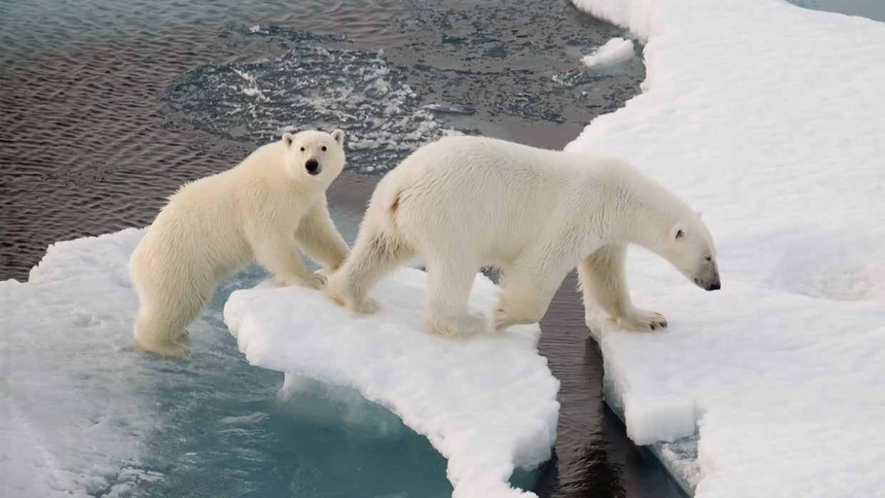 Polar Bears | The Humane Society of the United States