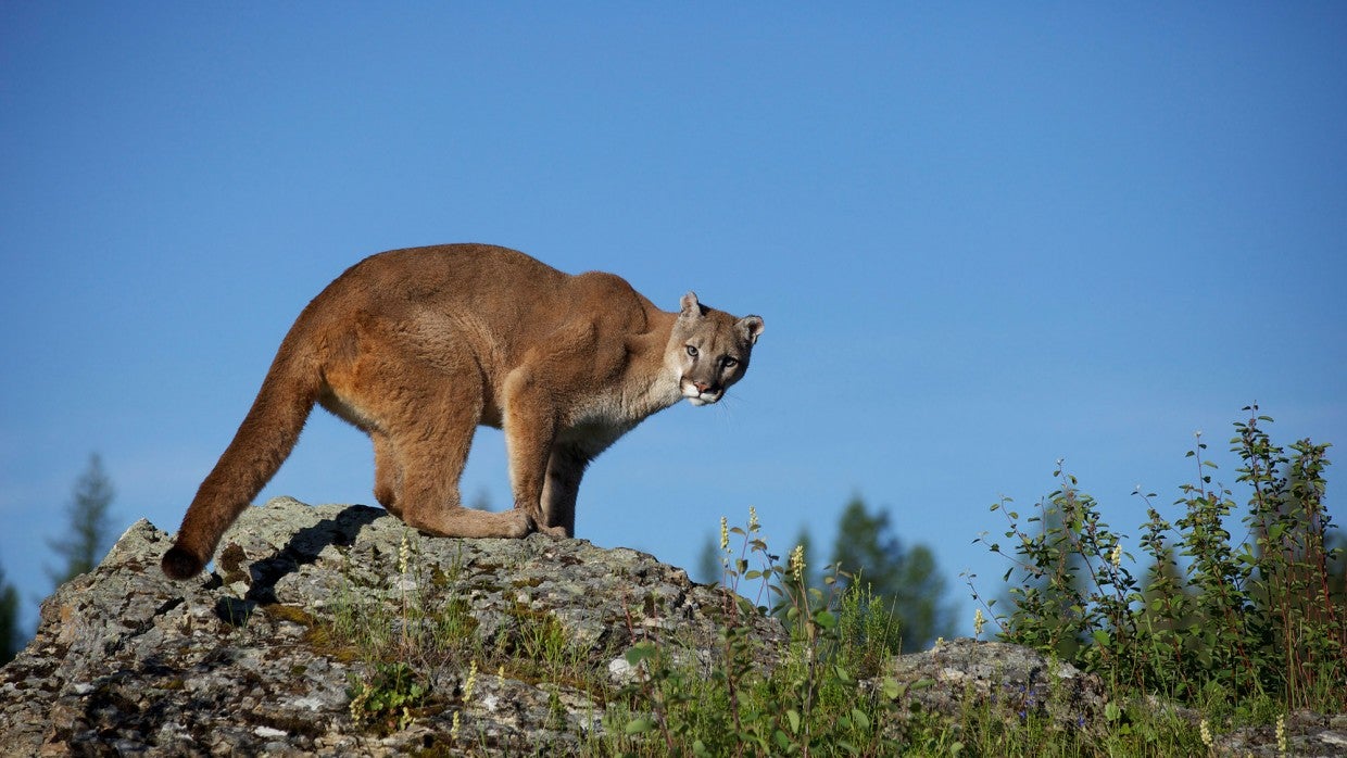 biggest mountain lion in the world