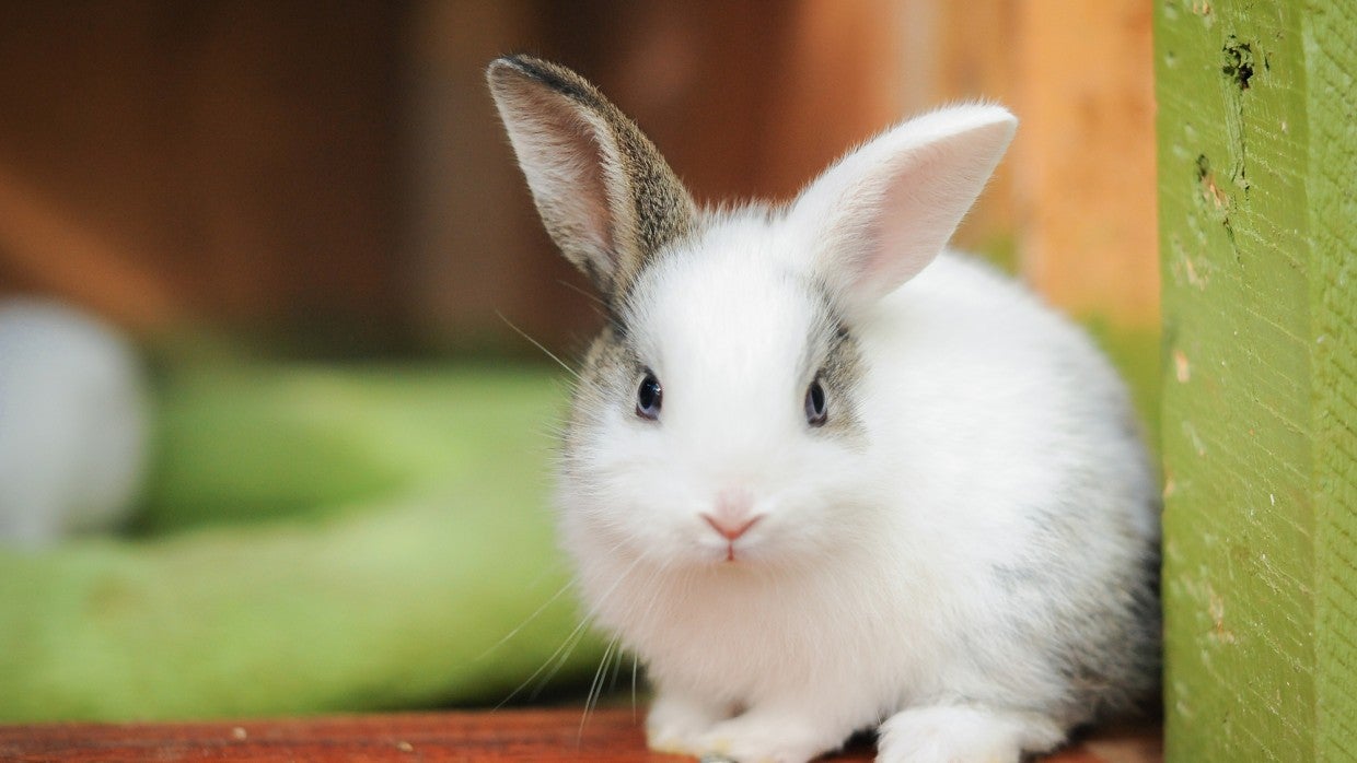 Is a rabbit the right pet for you? | The Humane Society of the United States