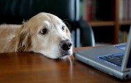 A dog looking at a computer