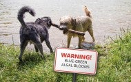 Dogs playing in water with superimposed sign stating: "Warning! Blue-green algal blooms"