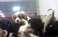 Overcrowding in the Tyler, Texas Petland store, where many puppies were sick.