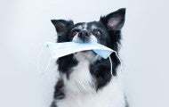 A black and white dog holding a face mask in her mouth