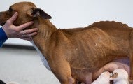 Emaciated mother dog