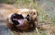 A lioness rolls around in her enclosure