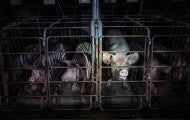 Pigs confined in cramped spaces