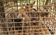 Puppies in a cage at a dog fattening facility
