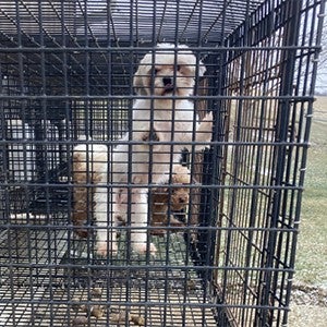 Dogs at William Mathias’s kennel in Dover, Ohio, were found on gridded flooring without a solid area, which is not permitted under the state’s commercial kennel law.