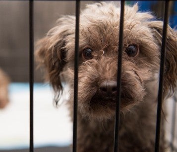 Sad dog behind a cage