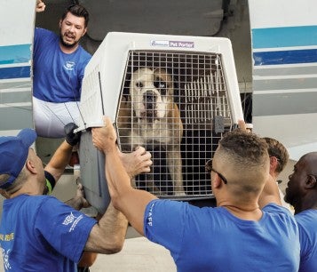 Arriving pets are unloaded as the HSUS undertakes a hurricane transport 