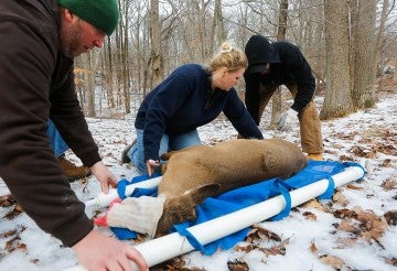 What to do about deer  The Humane Society of the United States