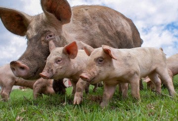 restaurant mannetje mengsel Pigs | The Humane Society of the United States