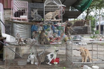 Cats stacked in cages at a slaughterhouse