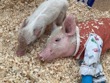 Pigs treated at an equine therapy facility 