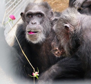 Two chimpanzees interact with a flower 