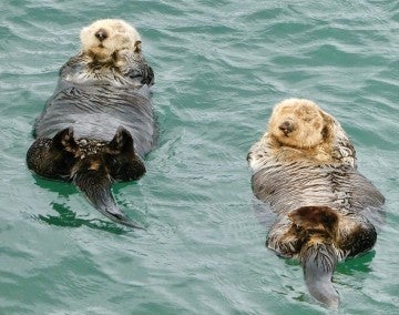 Two otters floating on their backs in the water.