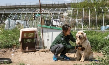 Borami Seo of HSI Korea, pets a dog at a dog meat farm.