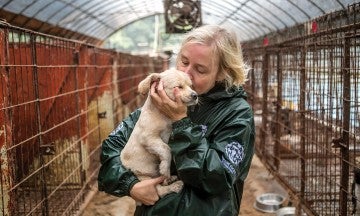 Wendy Higgins, HSI Director of International Media, gently kisses Robin, who is bound for the UK, at a dog meat farm.