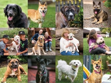 Collage of dogs, survivors of the dog meat trade.