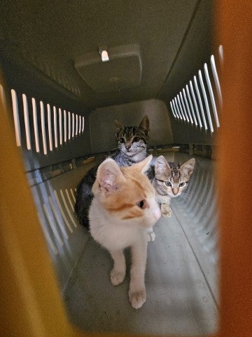 A group of cats in a crate