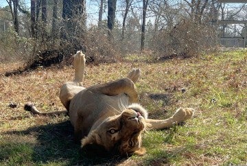 A lioness rolling around in a grassy habitat
