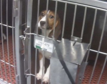 Teddy in a cage in a lab before being rescued