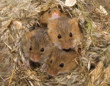 Mice nestle in their burrow, unknowingly preparing a cozy home that might welcome buzzing pollinators.
