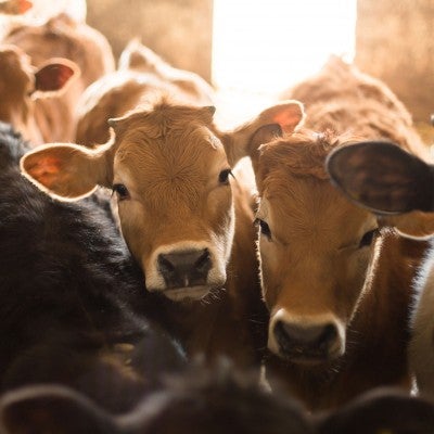 Improving the Lives of Farm Animals | The Humane Society of the United