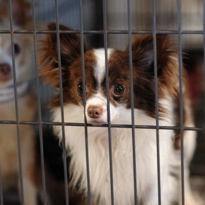 Stopping Puppy Mills The Humane Society Of The United States