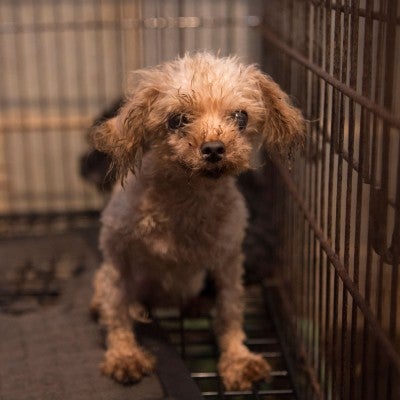Stopping Puppy Mills The Humane Society Of The United States