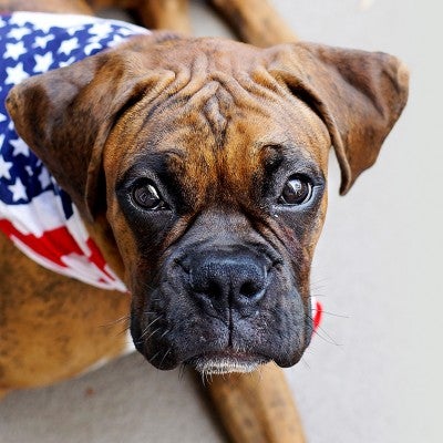 Dog wearing a patriotic bandana