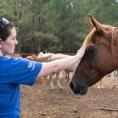 Animal Rescue Team's Jessica Johnson with horses from a rescue in Texas