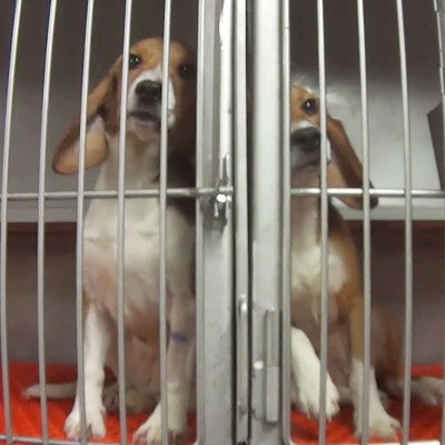Two dogs in a cage in a lab