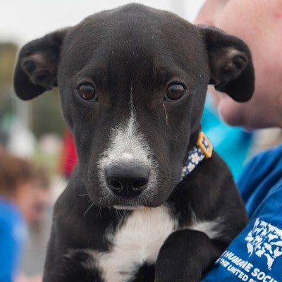Volunteer To Help Animals The Humane Society Of The United States