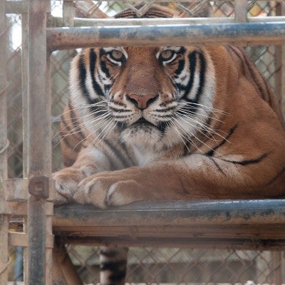 Tiger in a very small and dirty cage in captivity.