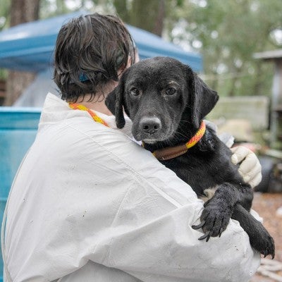 HSUS rescuer holding a dog rescued from an alleged severe neglect case in Florida