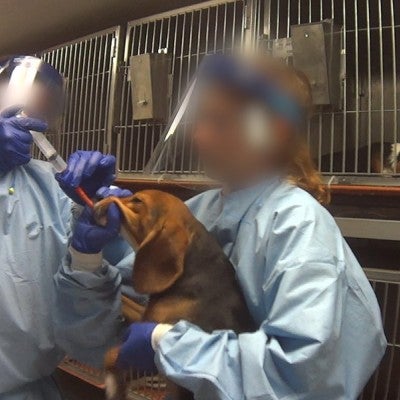 Beagle testing forced ingestion