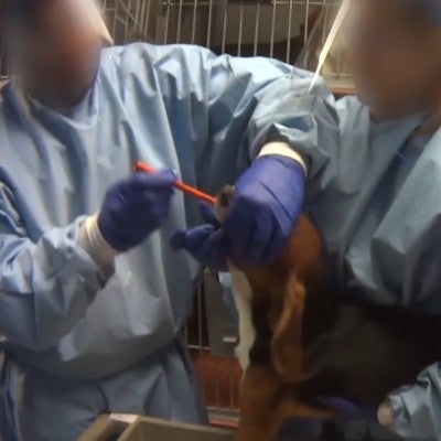 beagle testing forced ingestion