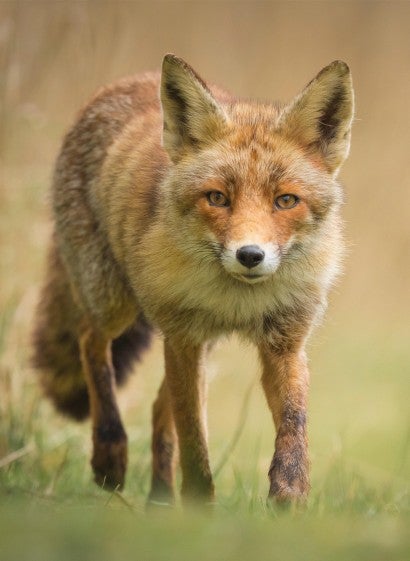 A red fox in a field looking at the camera