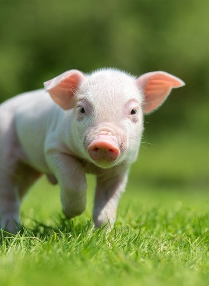 A young piglet walking in the grass