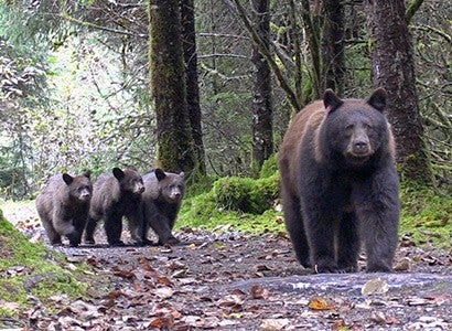 Black bear walking on a path followed by three cubs.